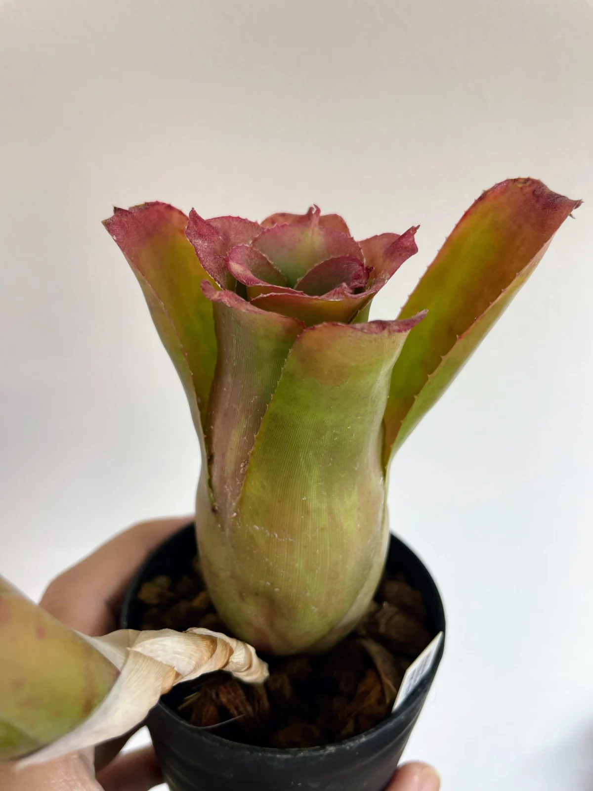 ネオレゲリア　バイアナ