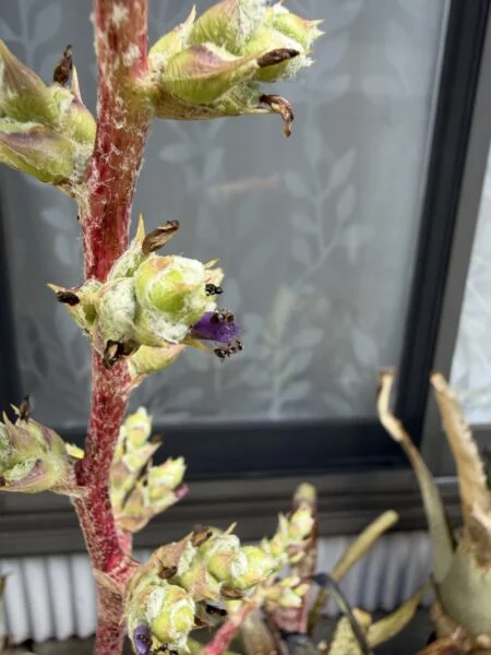ホヘンベルギア　ベスティタ　花にアリ