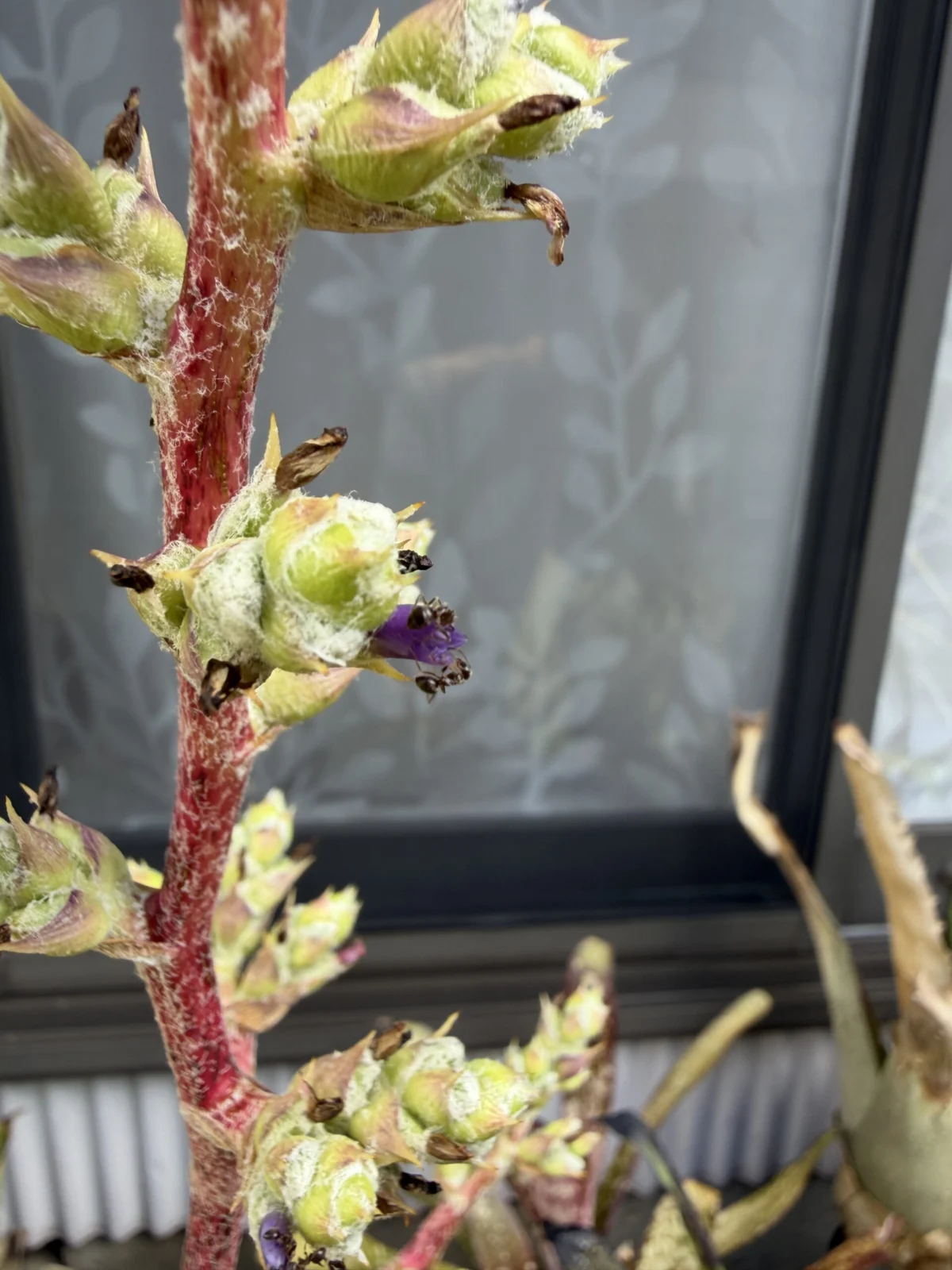 ホヘンベルギア　ベスティタ　花にアリ