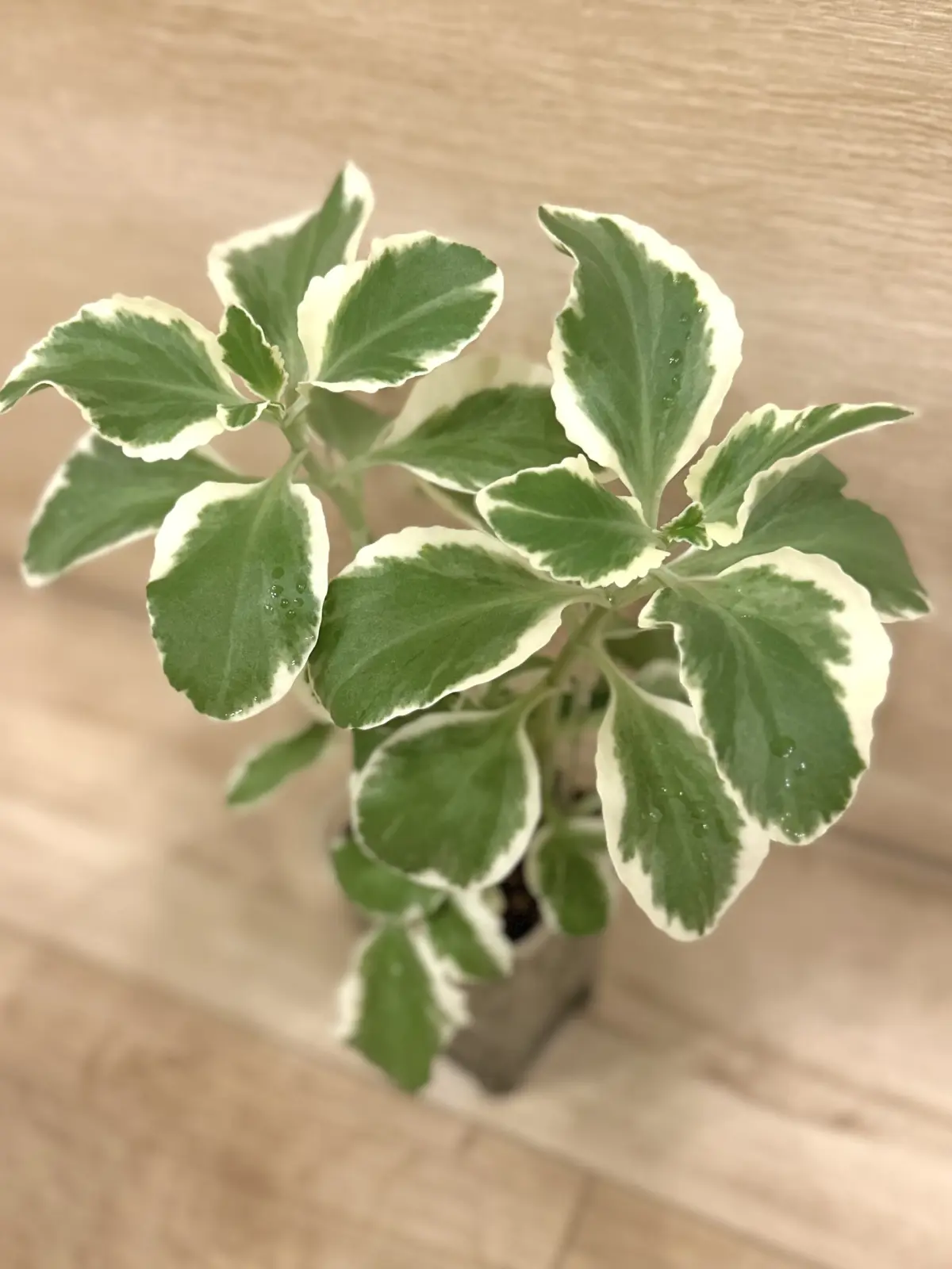 カランコエ　ラチニアータ　バリエガータ