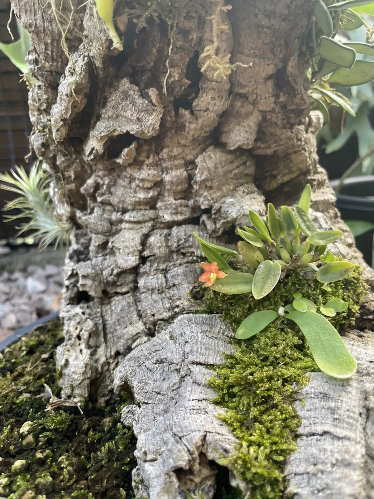 カトレア　ピグメア