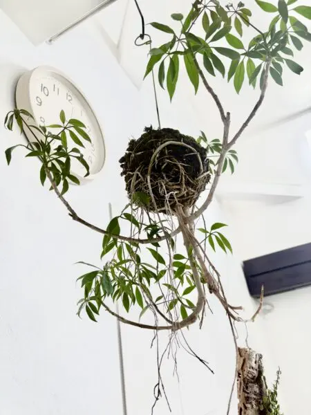 シェフレラ　苔玉