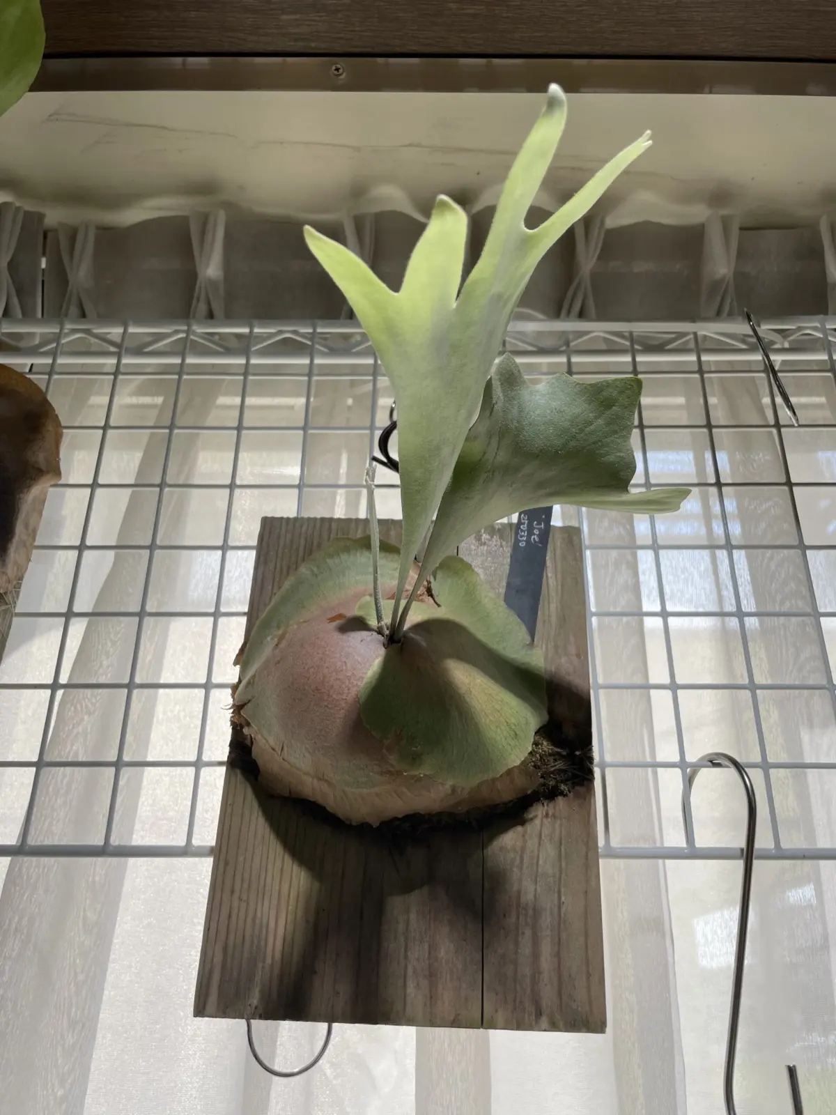 ビカクシダ　ジョー