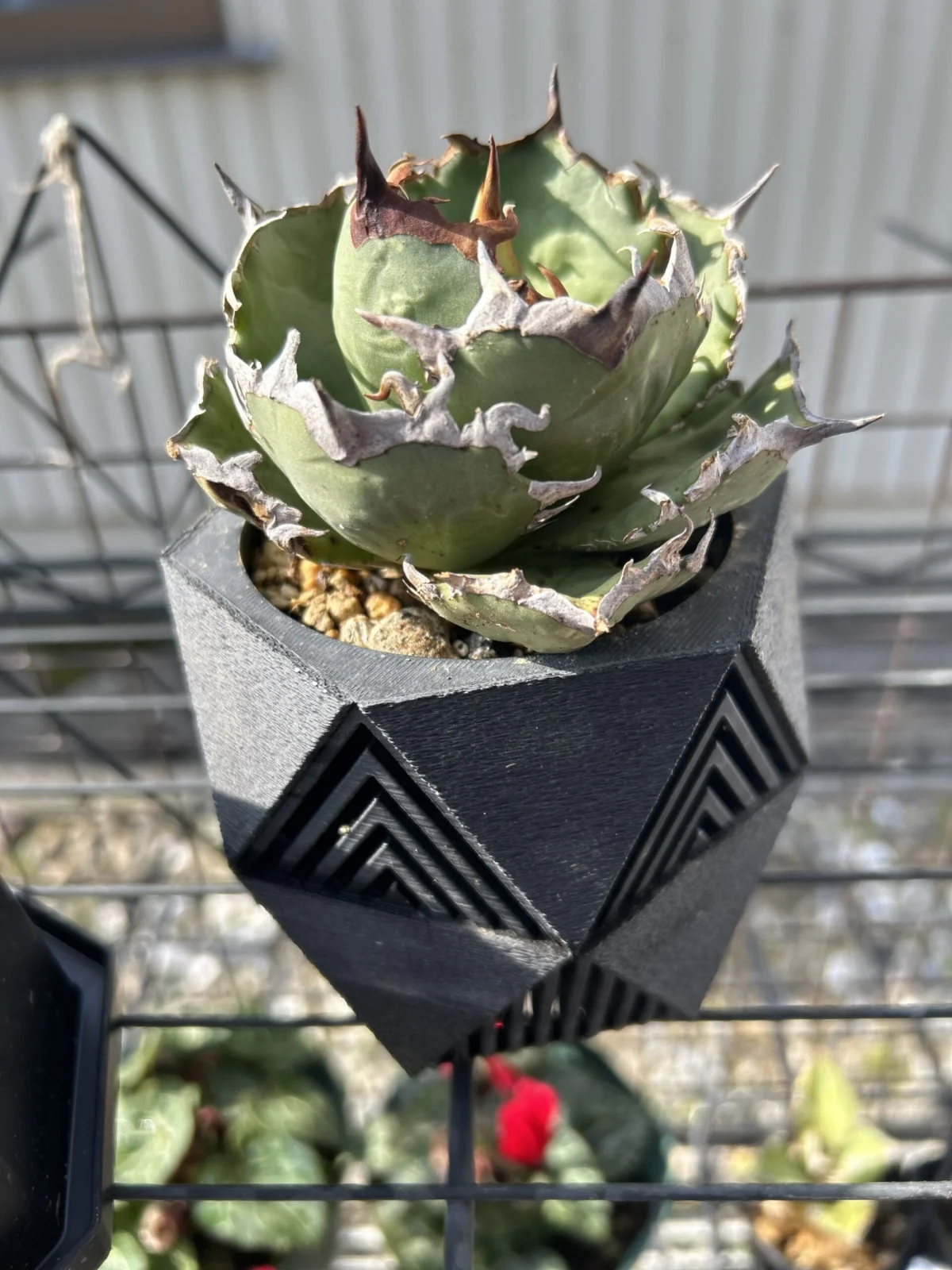 アガヴェ ノーネイム