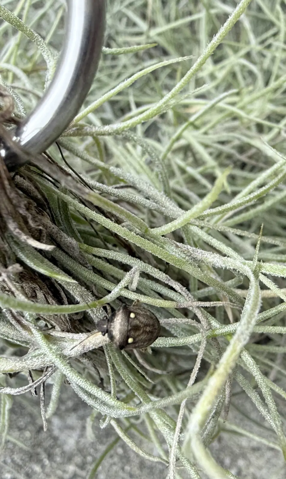 ウスネオイデス　カメムシ　