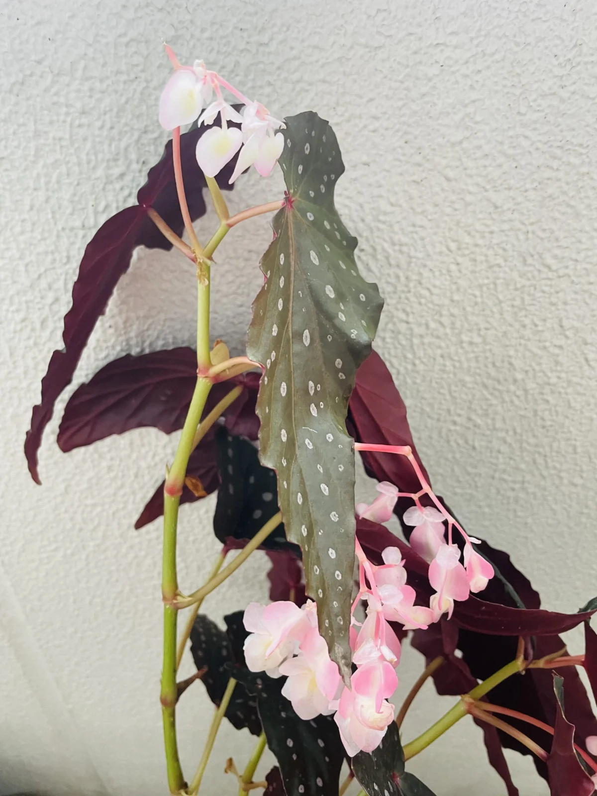 ベゴニア シャロンシラート 花