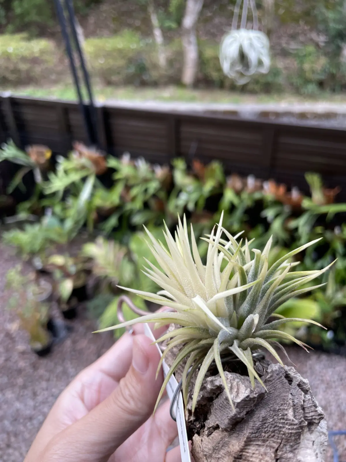 チランジア　イオナンタ　アルボマルギナータ