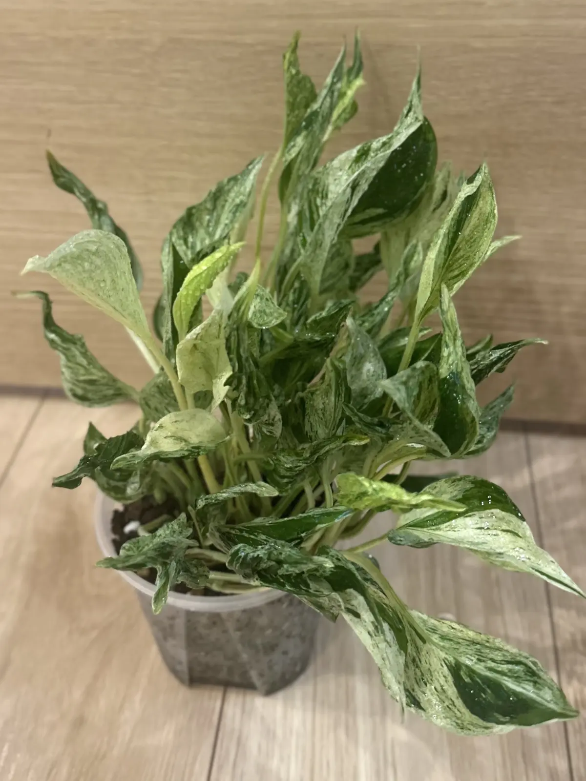 ポトス　テルノ　ラブソング