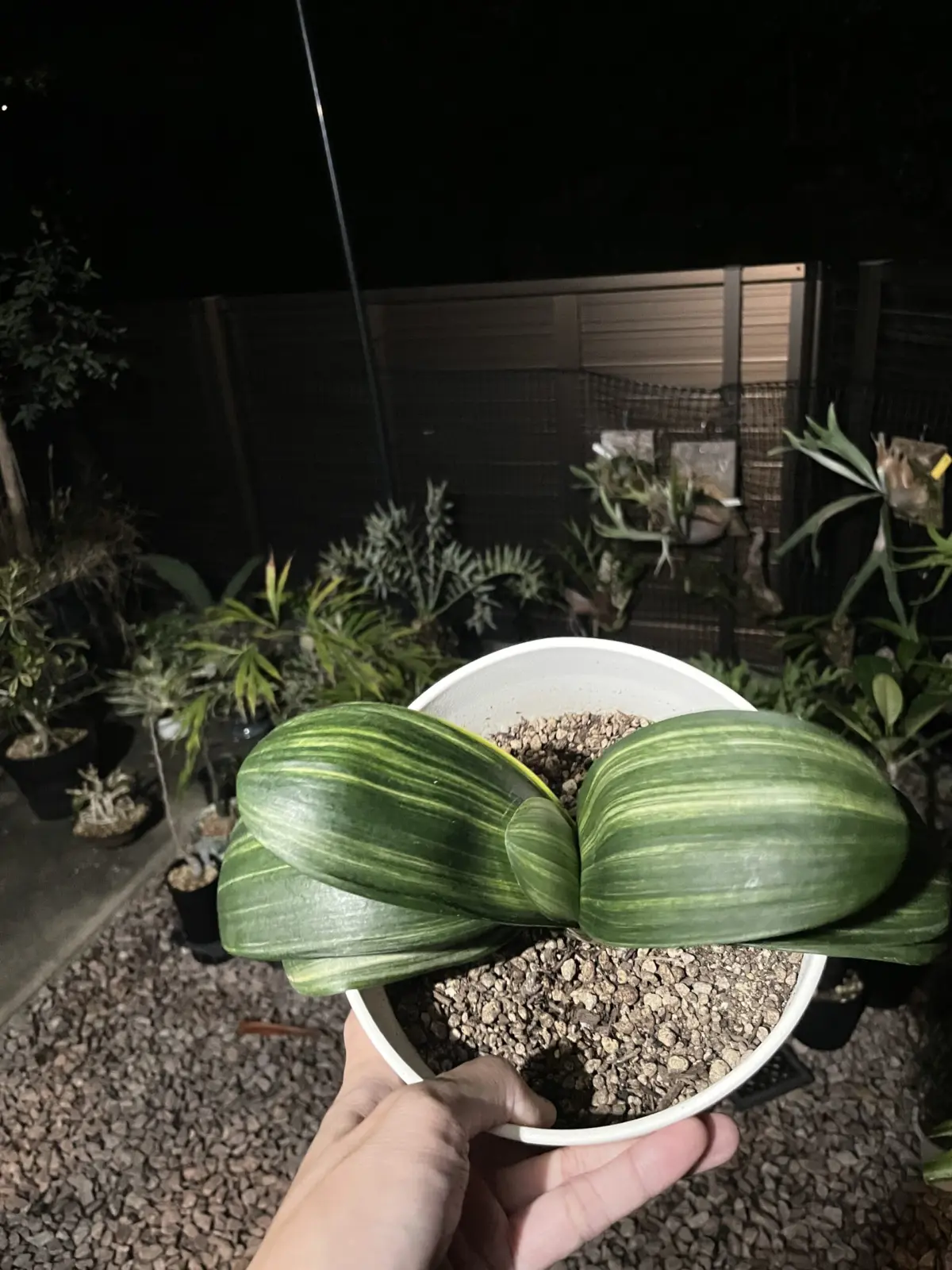 君子蘭　達磨　縞斑