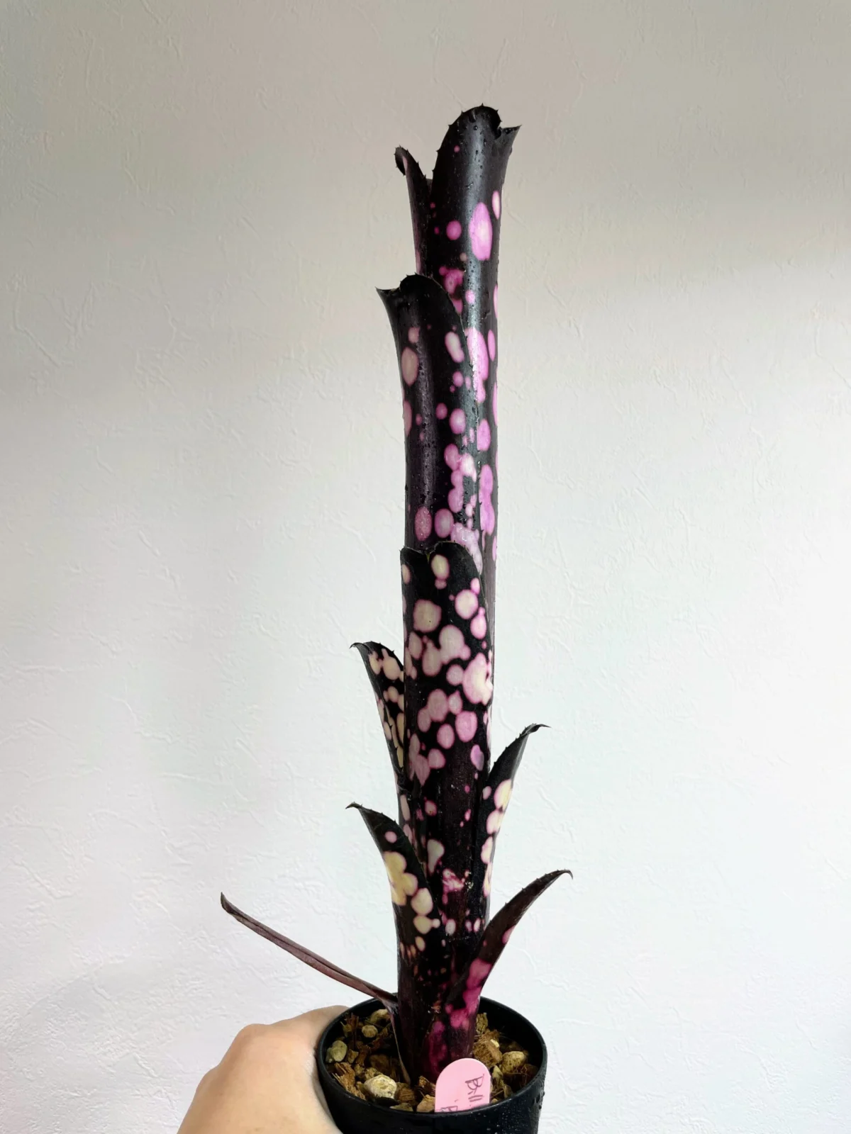 ビルベルギア キャンベイ ブラック