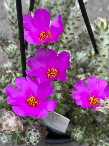 ポーチュラカ　ウェルデルマニー　花　多肉植物