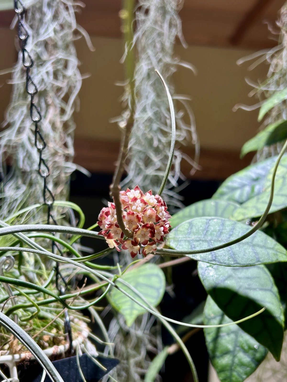 ホヤ　カリストフィラ　開花