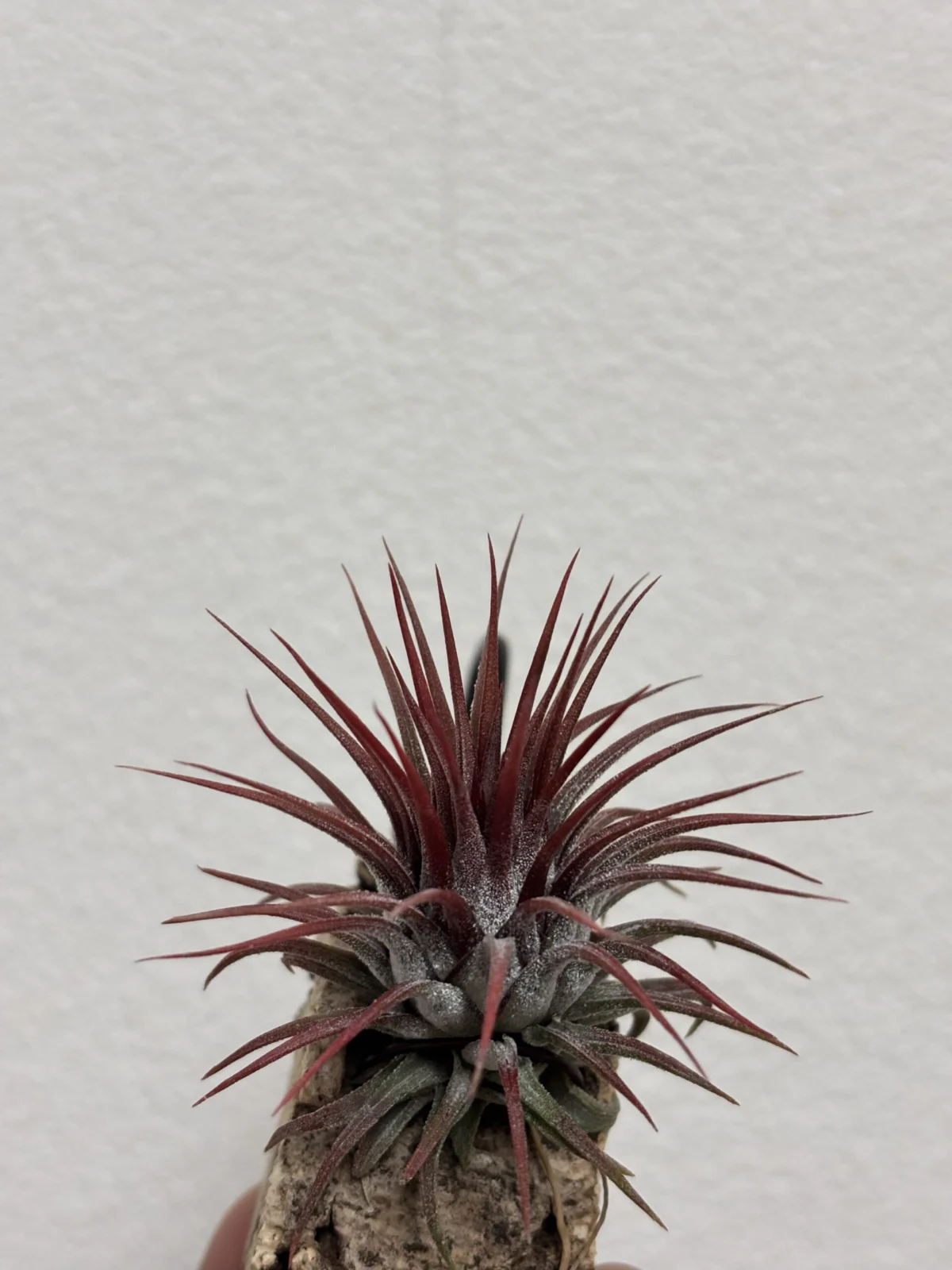 ティランジア　イオナンタ　ロシータ