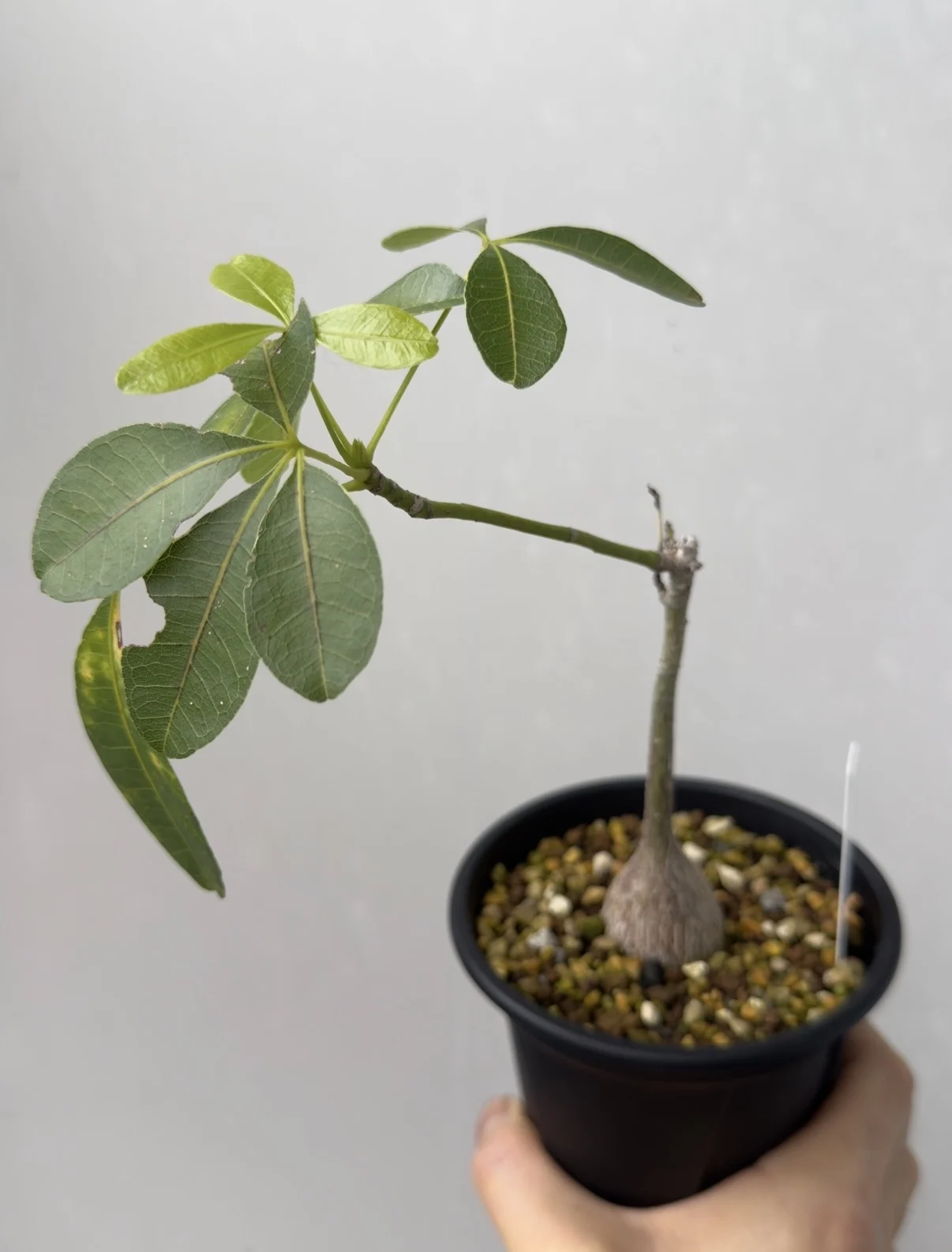 パキラ キューベンシス 塊根植物