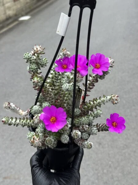 ポーチュラカ　ウェルデルマニー　開花株全体　多肉植物