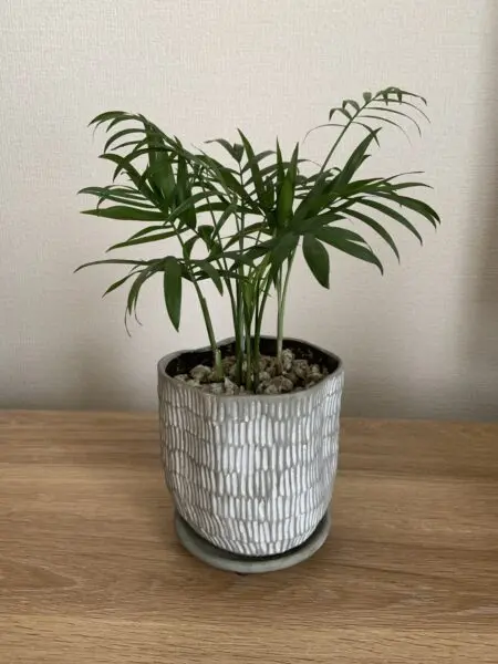 テーブルヤシ
