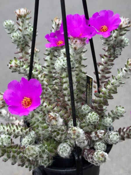 ポーチュラカ　ウェルデルマニー　開花株近接　多肉植物
