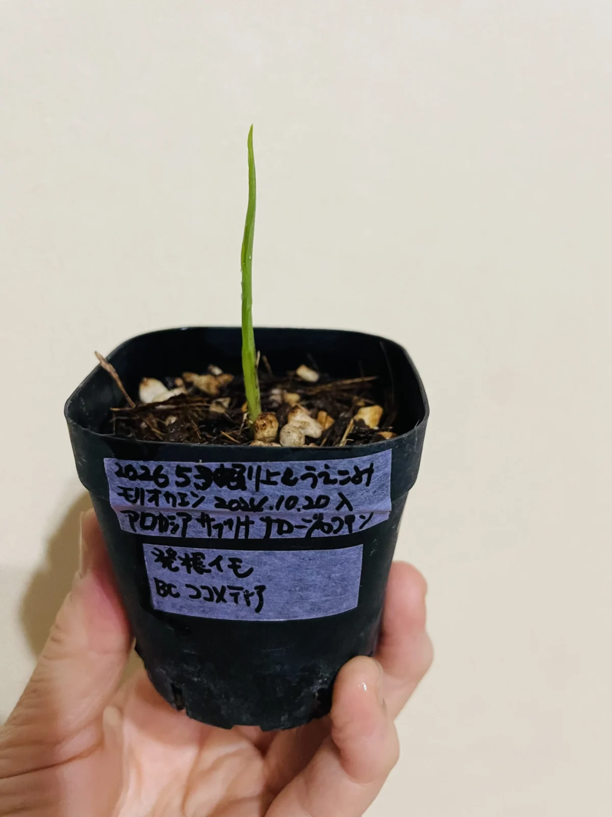 アロカシア サブリナ ナロージャクリン 新芽