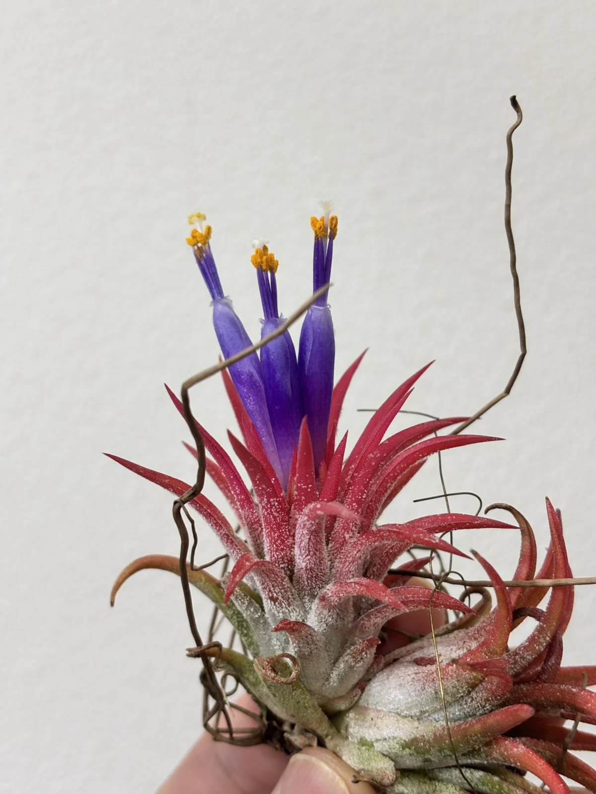 ティランジア　イオナンタ　ビーラー