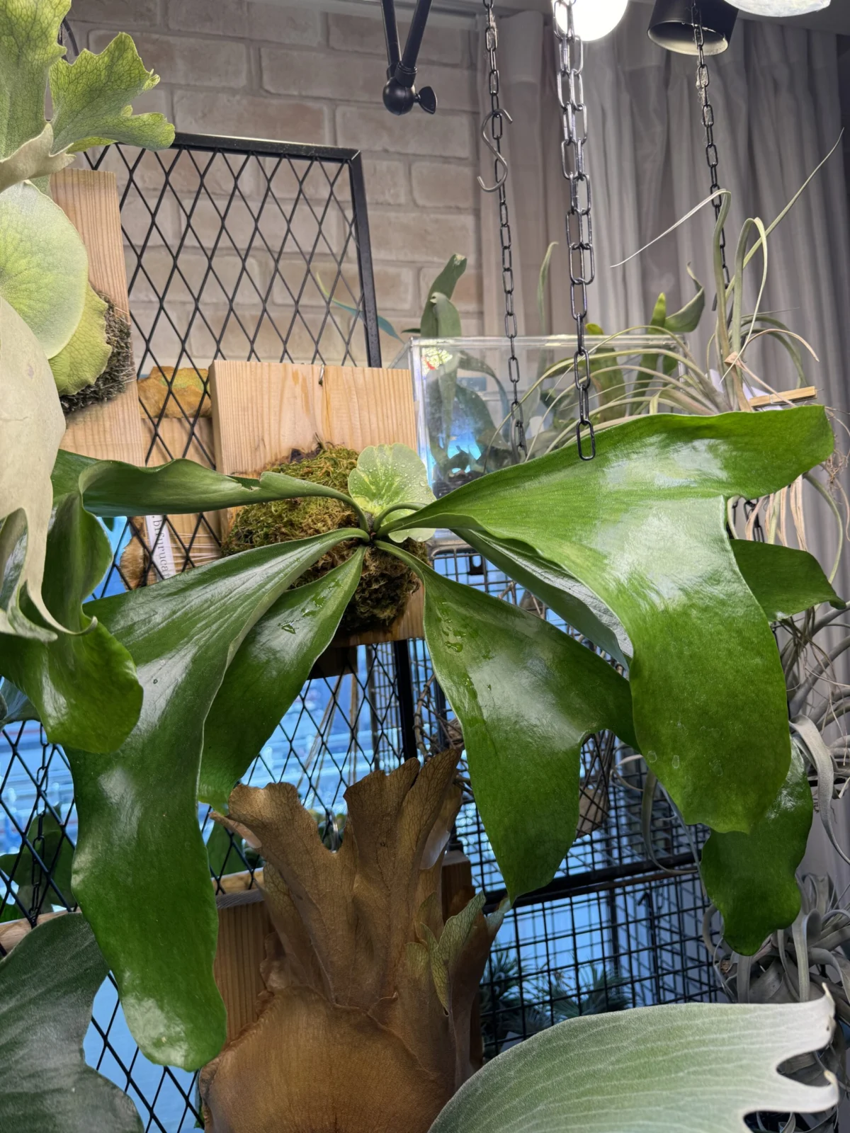 ビカクシダ　エリシー　台湾