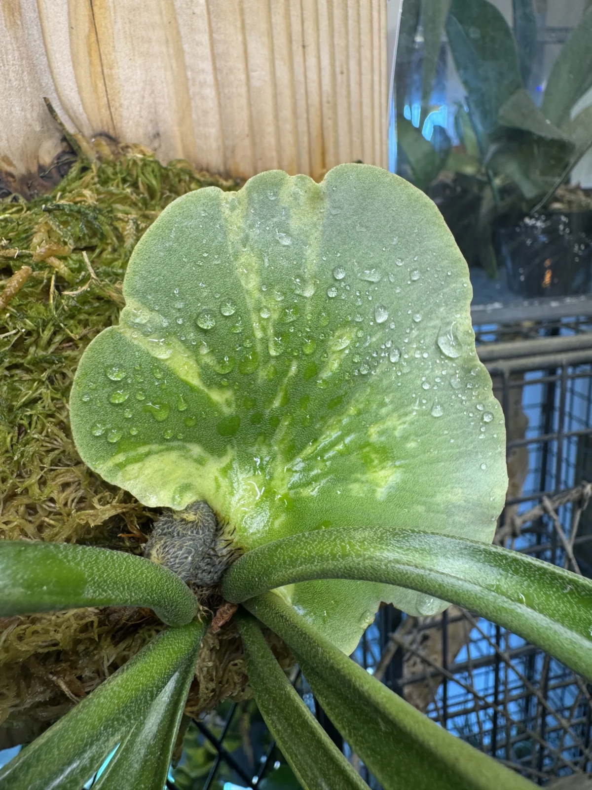 ビカクシダ　エリシー　台湾　貯水葉