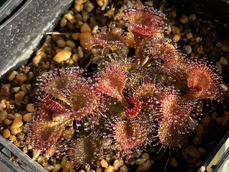 食虫植物　球根ドロセラ　ルピコラ　モウセンゴケ