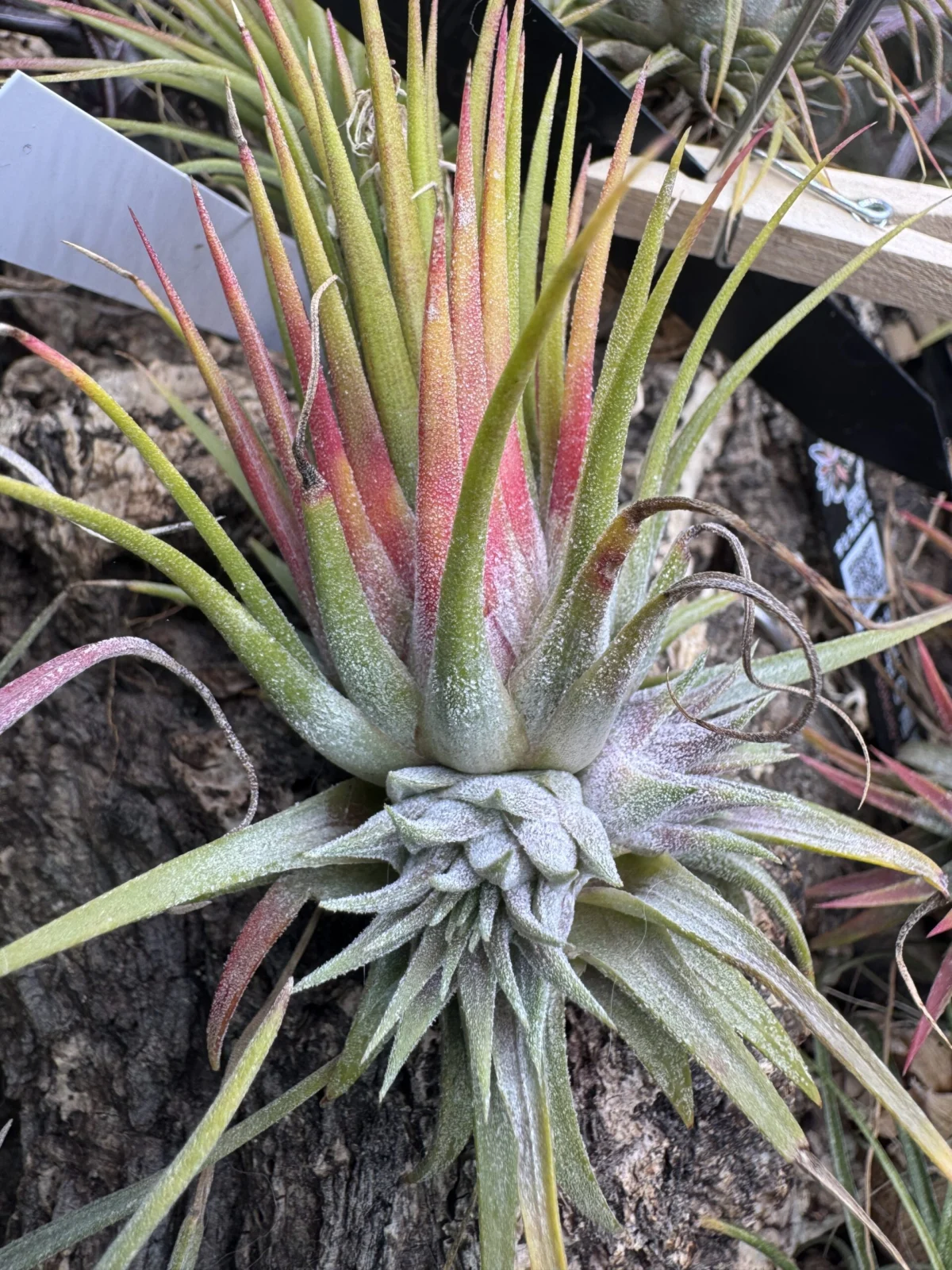 ティランジア イオナンタ らせん