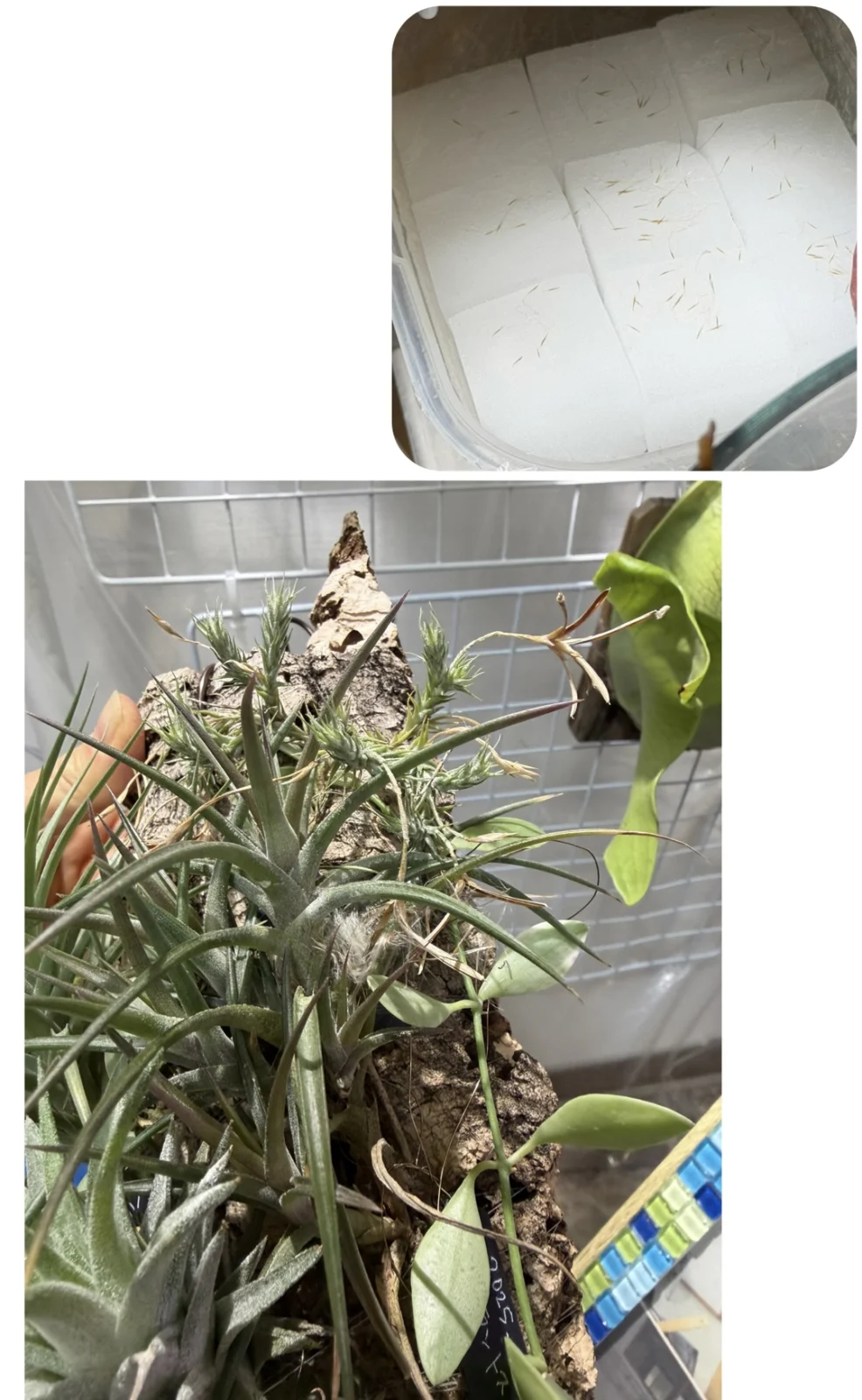 ティランジア トレコレピス 種