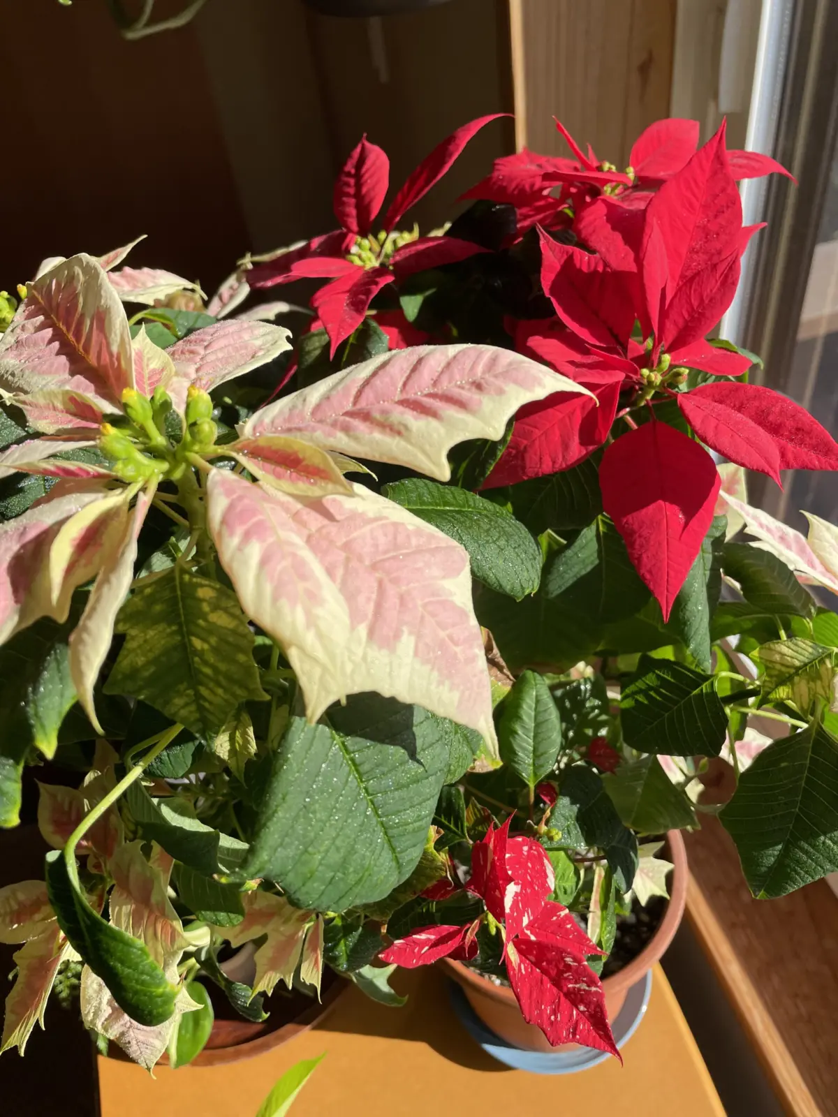 ポインセチア 短日処理