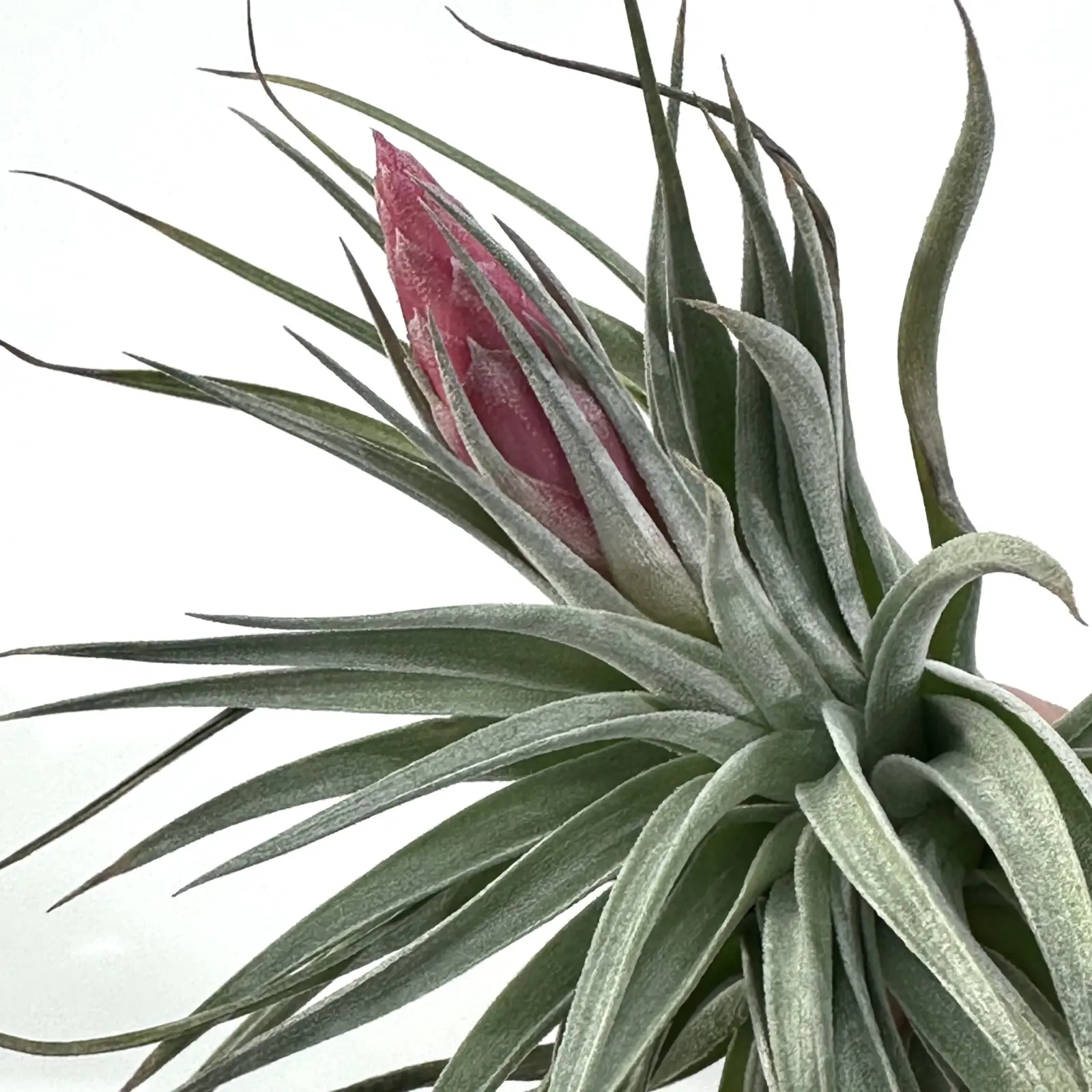 ティランジア　レクルビフォリア