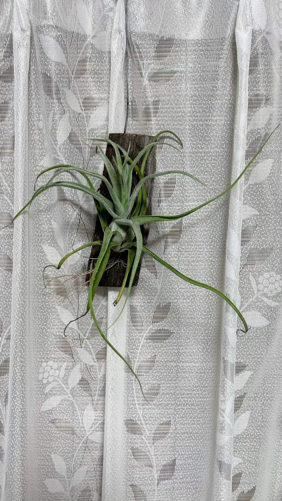 ティランジア ストレプトフィラ