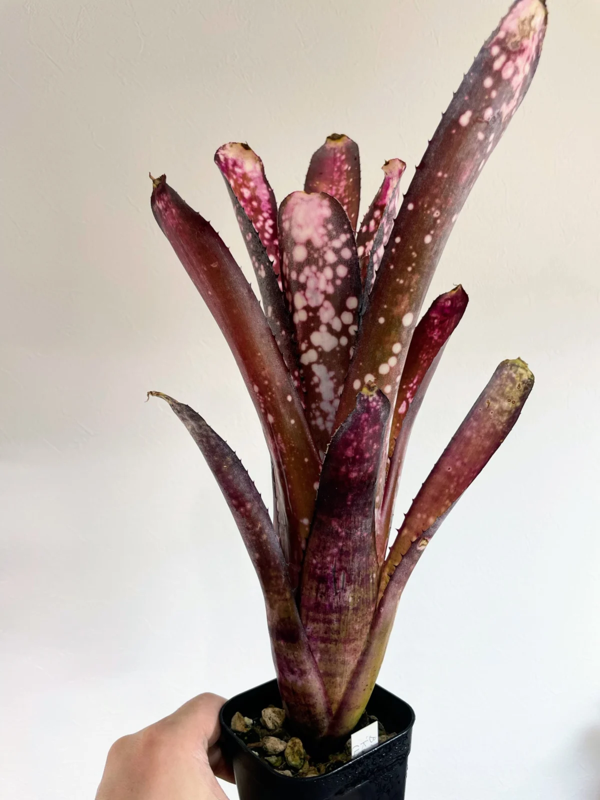 ビルベルギア　クムフラ