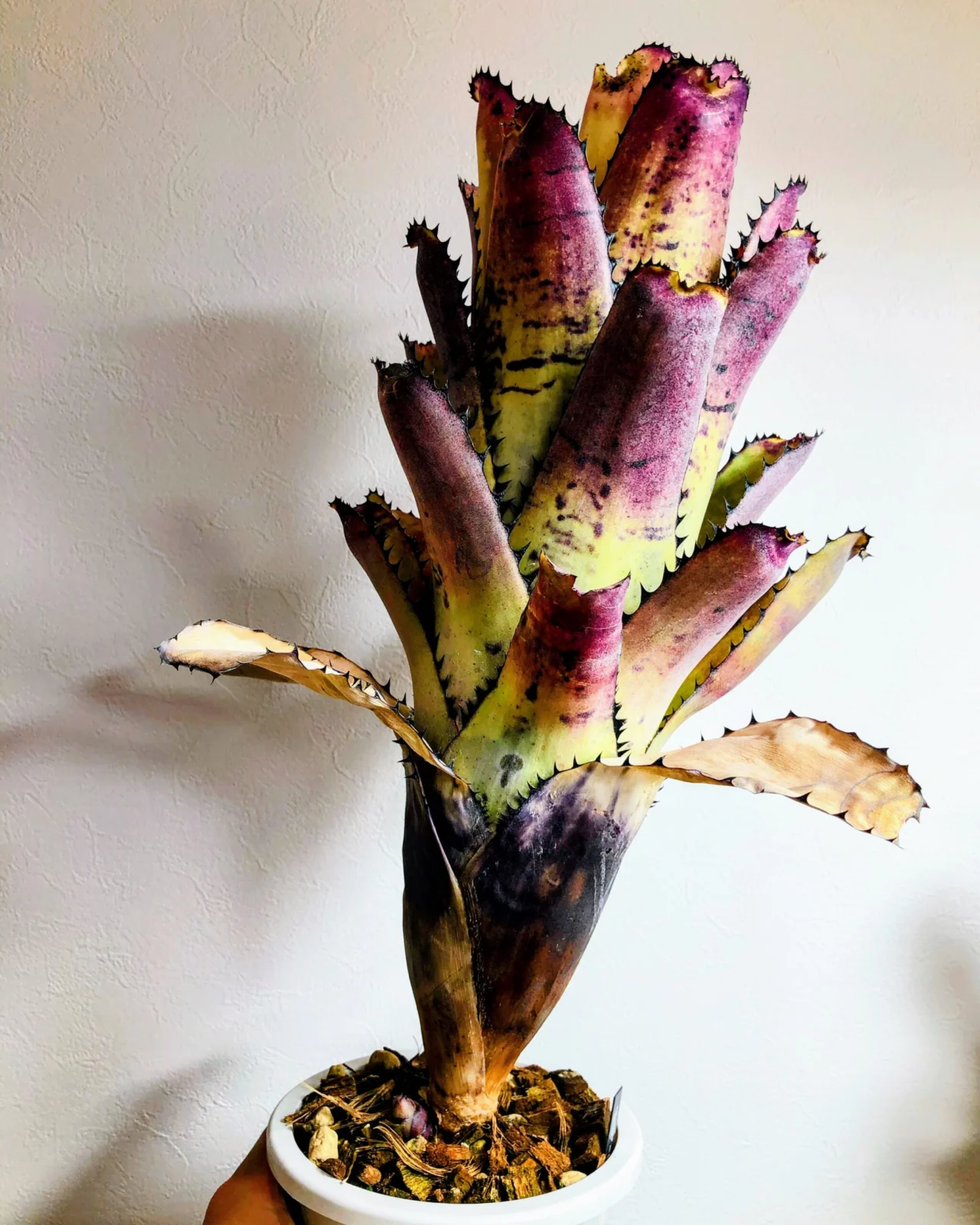 ビルベルギア サンデリアーナ