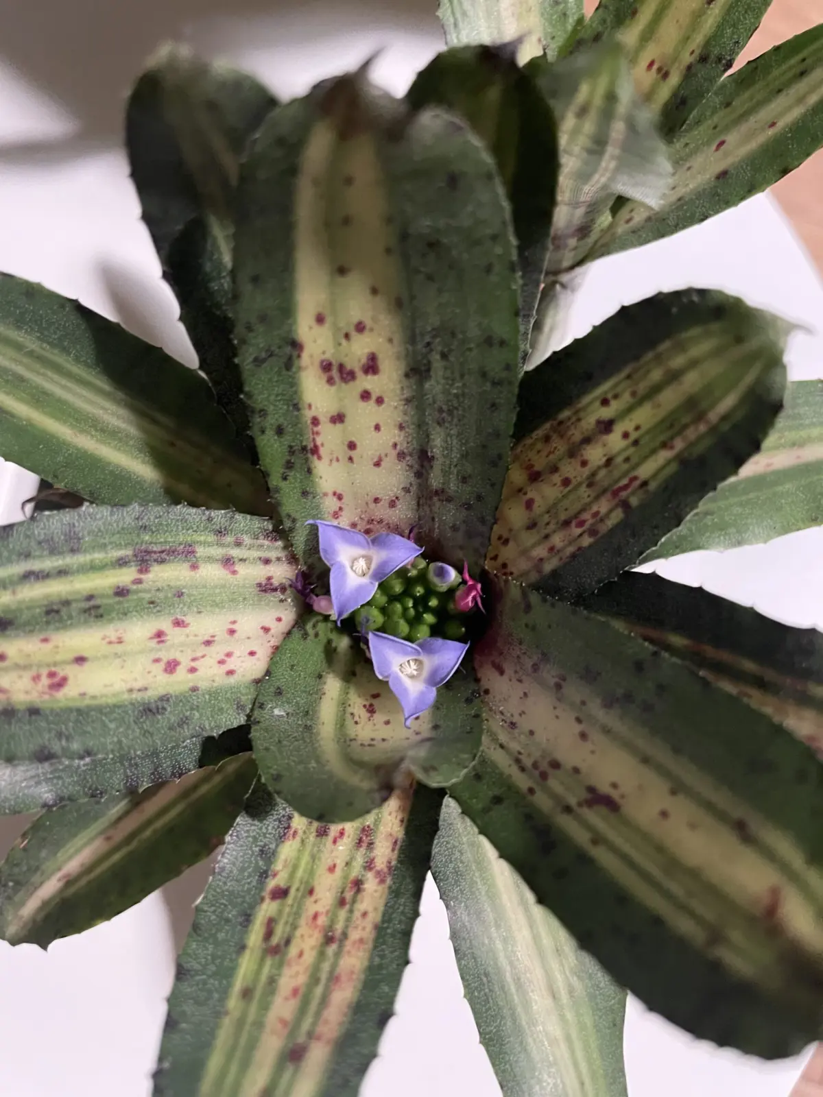 ネオレゲリア　ジェイドスパイダー　花