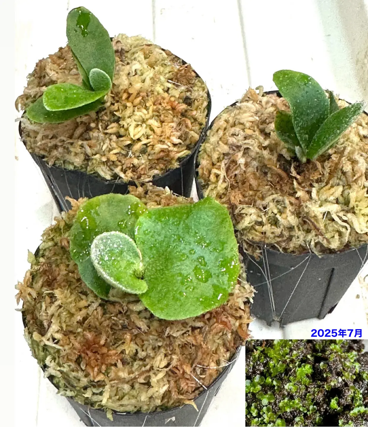 ビカクシダ フーンシキ