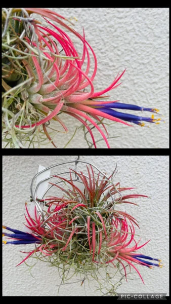 ティランジア　イオナンタ　ルブラ　花