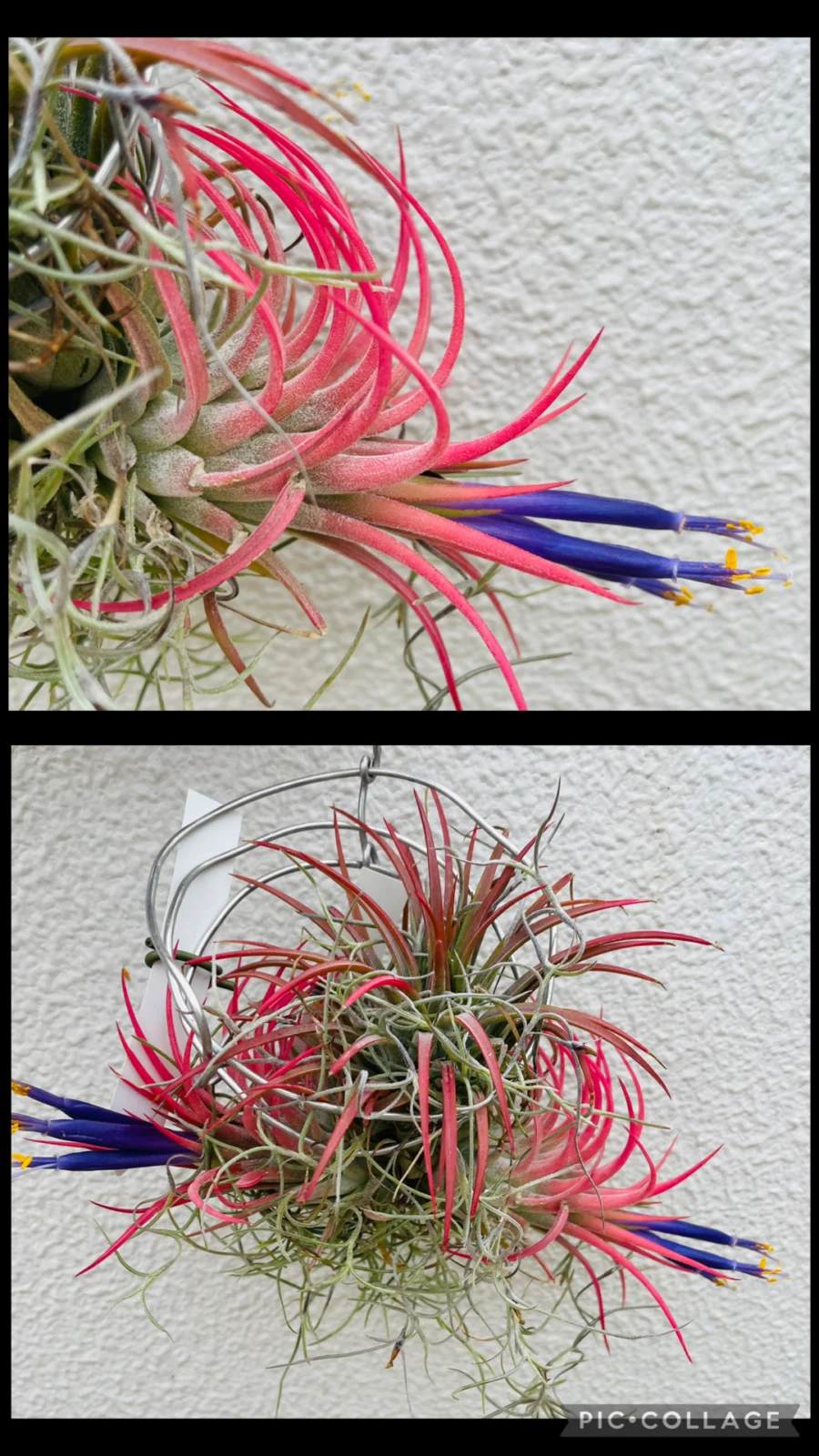 ティランジア　イオナンタ　ルブラ　花