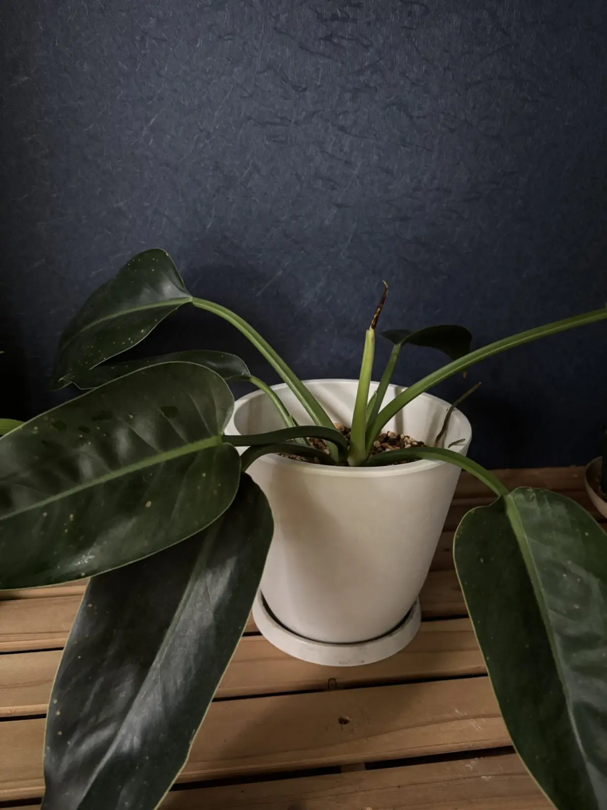 フィロデンドロン