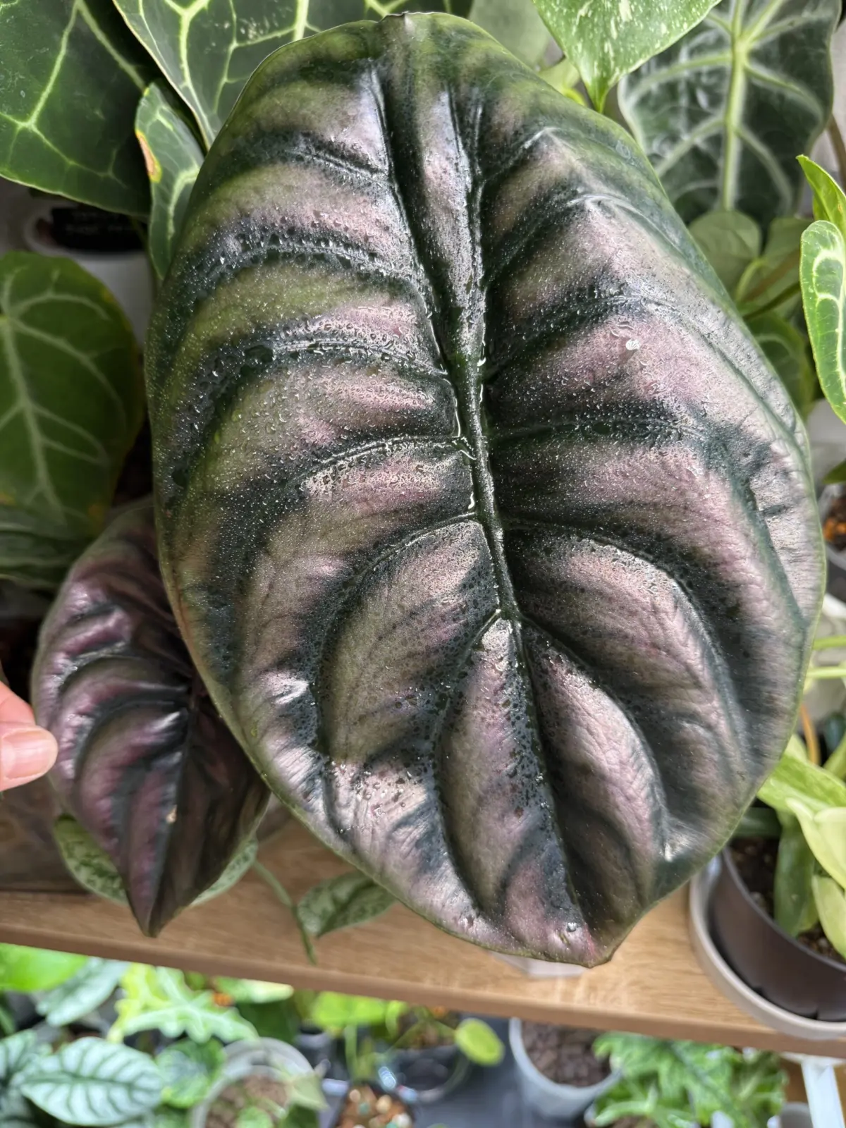 アロカシア　クプレアブラック