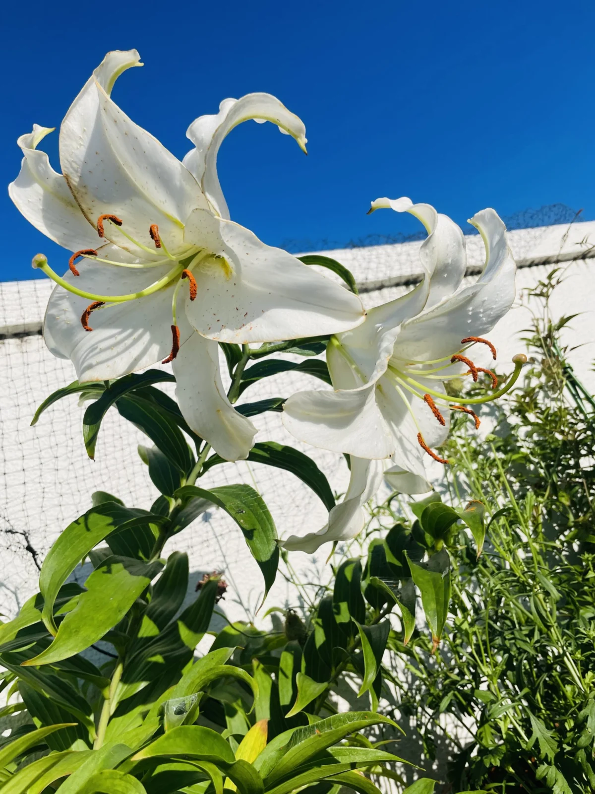 カサブランカ　花