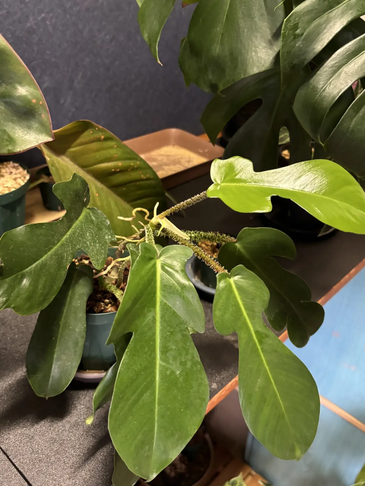 フィロデンドロン