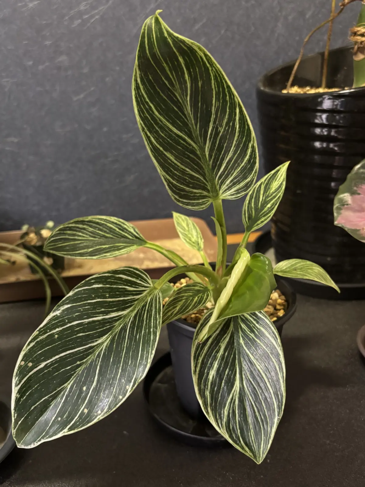 フィロデンドロン バーキン