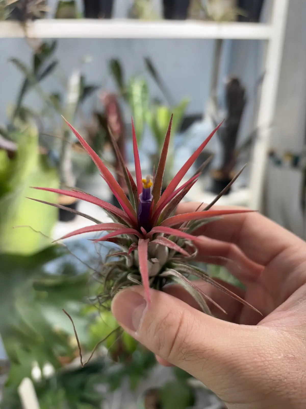 ディランジア イオナンタ ゴジラ