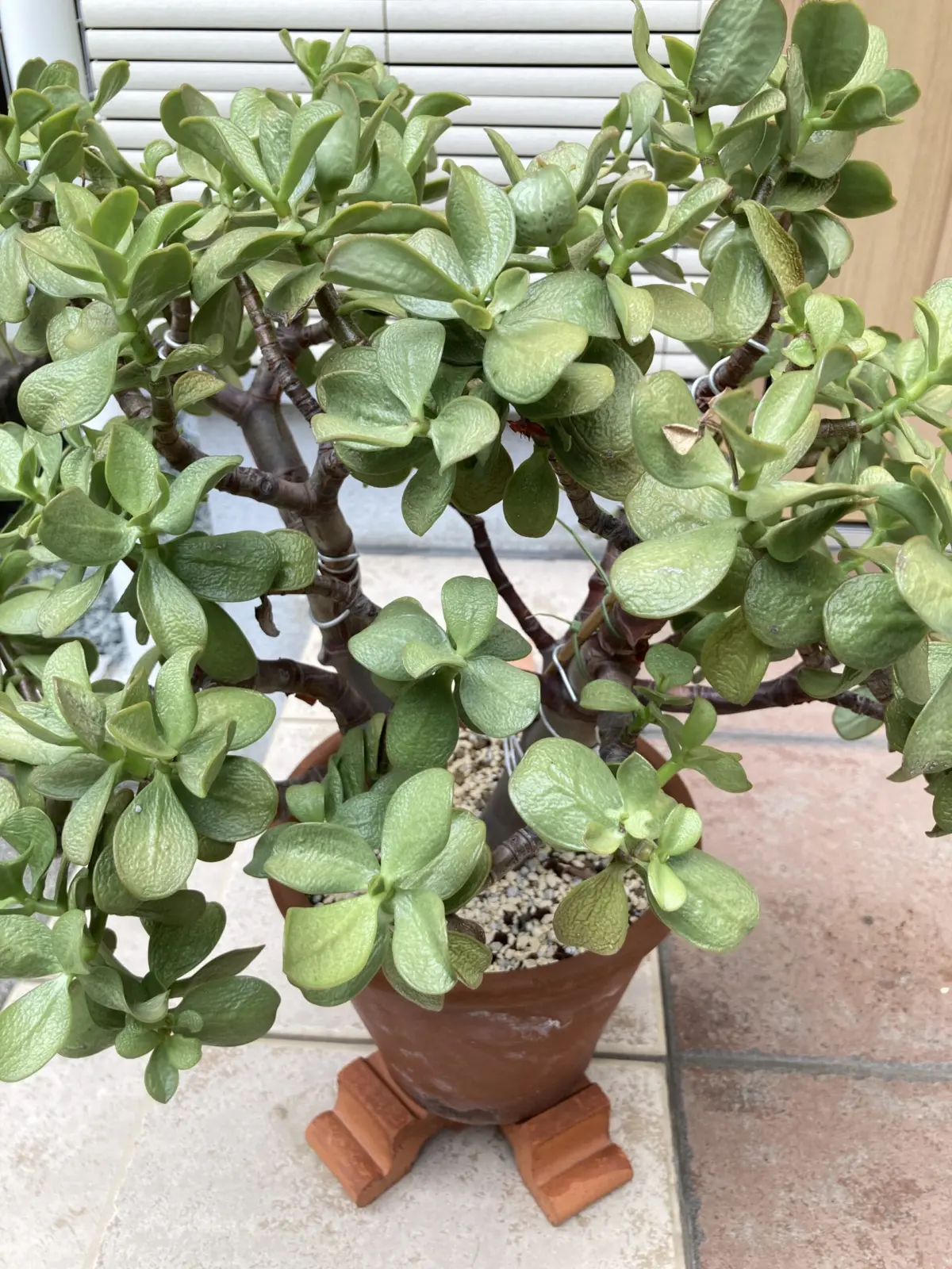 多肉植物　桜花月　金の成る木　断水その1