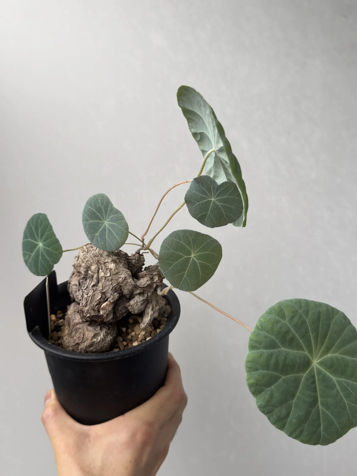 ステファニア カウィーサキー 塊根植物