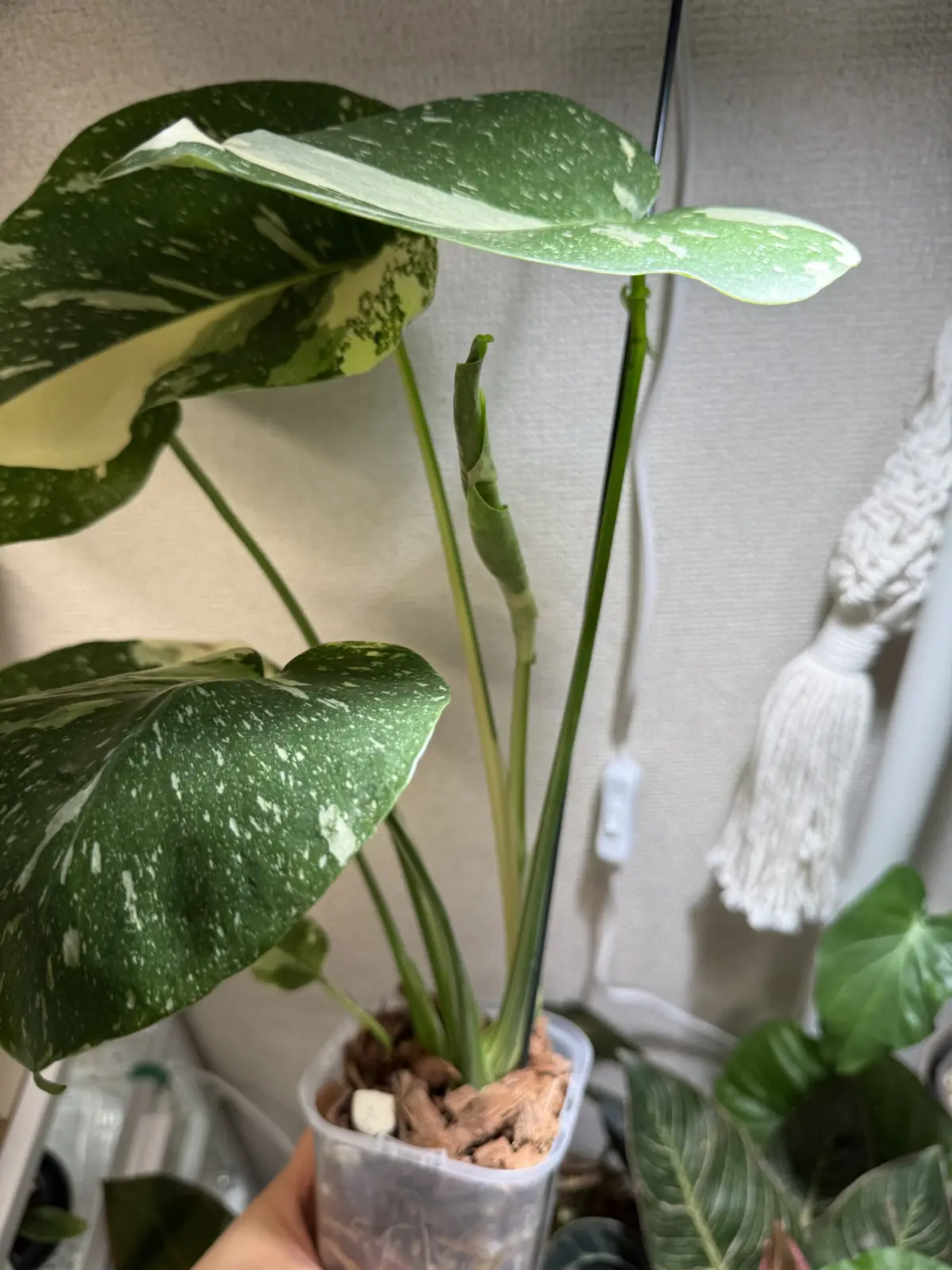 モンステラ　タイコンステレーション