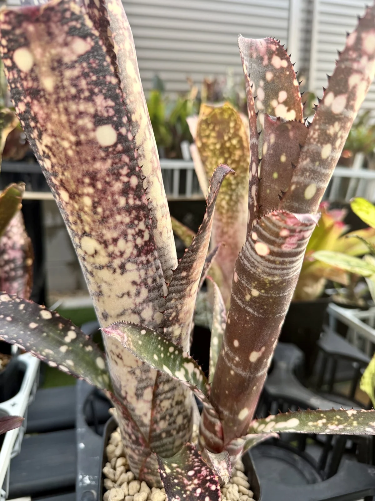 ビルベルギア　ノベナ