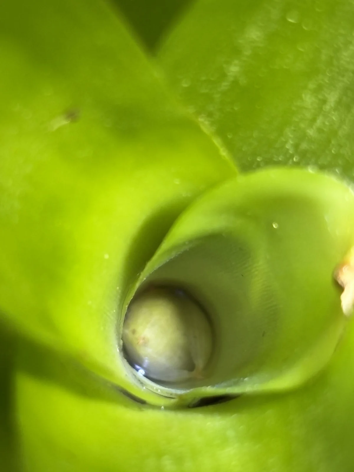 ネオレゲリア.sp