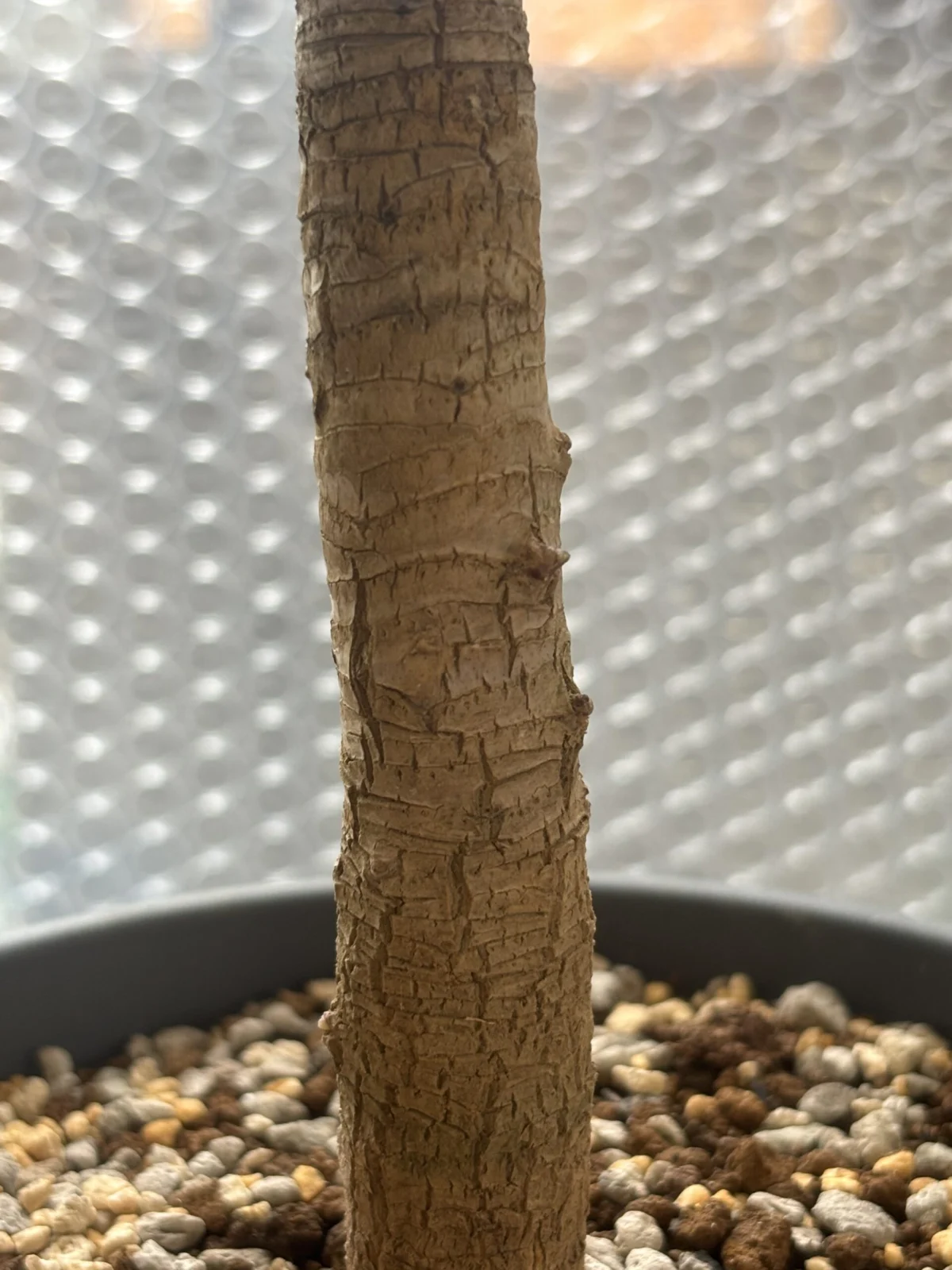 コルジリネ サルサ ホムセン 植え替え後