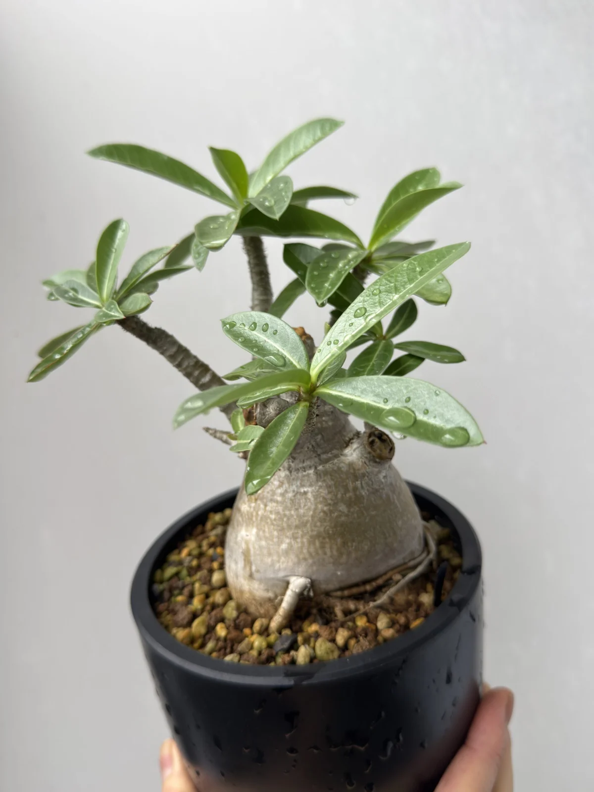 アデニウム ホムセン 塊根植物